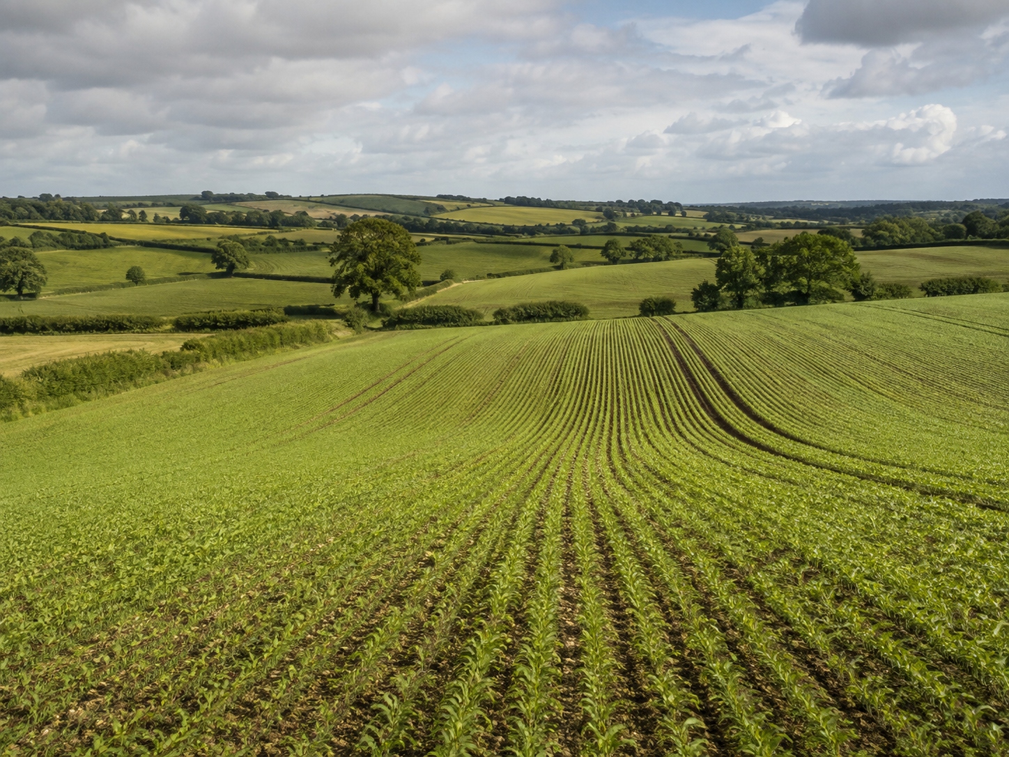 Rolling green crop fields under a summer sky across the UK countryside