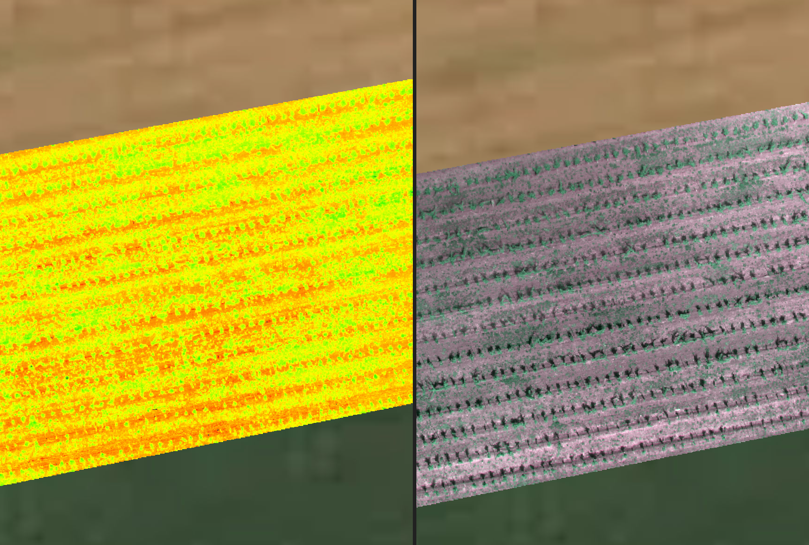 Side-by-side aerial survey of a vineyard block: true-colour orthomosaic on the left and false-colour NDVI vigour layer on the right, showing variation along the vine rows