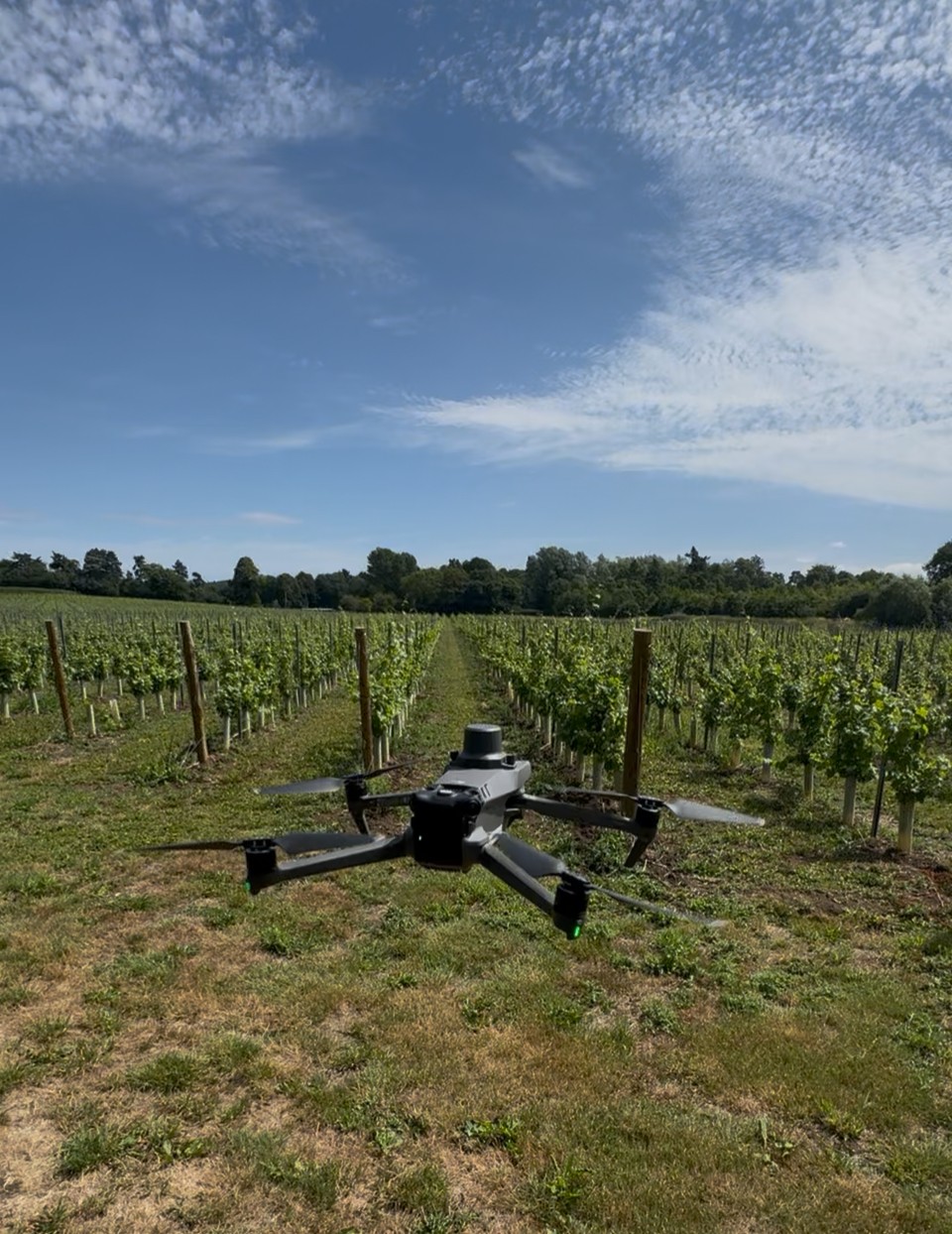 Drone flying low over rows of vines in a UK vineyard